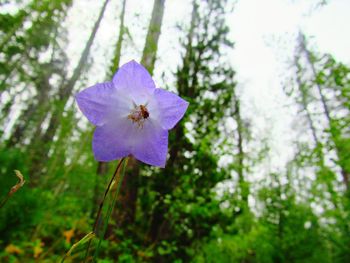 Close-up of flower blooming on tree