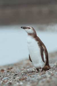 Penguin perching on land