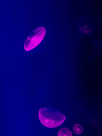 Close-up of jellyfish against moon