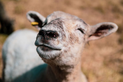 Close-up of an animal