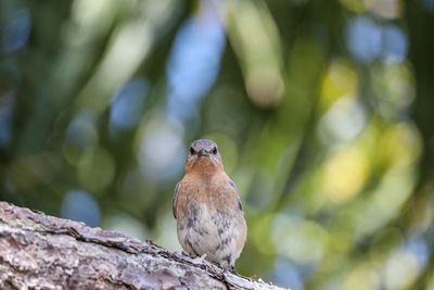 Female eastern bluebird sialia sialis perches on the trunk of a tree in naples, florida