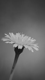 Close-up of flowers