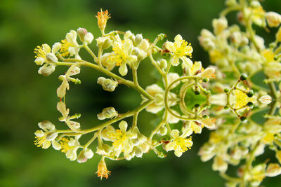 Close-up of yellow flowering plant