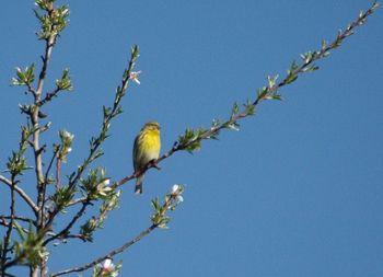 Low angle view of bird perching on tree