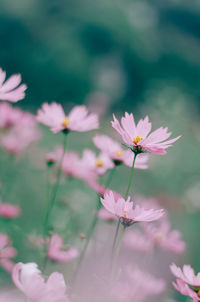 Close-up of pink cosmos flowers