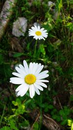 Close-up of white daisy blooming outdoors