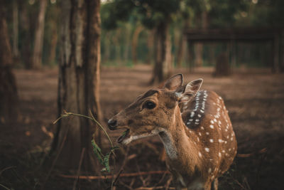 Close-up of deer on field