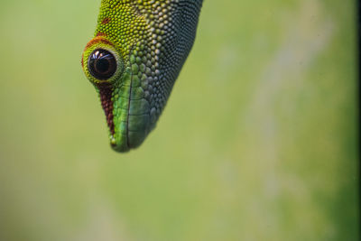 Close-up of lizard