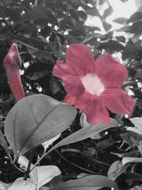 Close-up of pink flower blooming outdoors