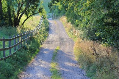 Road amidst trees in forest