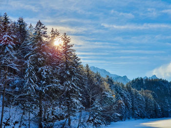 Trees on snow covered land against sky