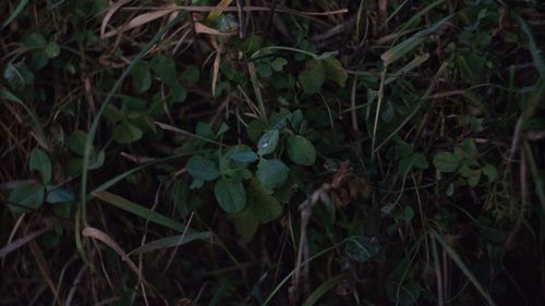 Close-up of fresh green plants on field