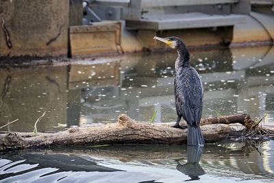 Bird perching on a lake