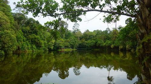 Reflection of trees in lake against sky