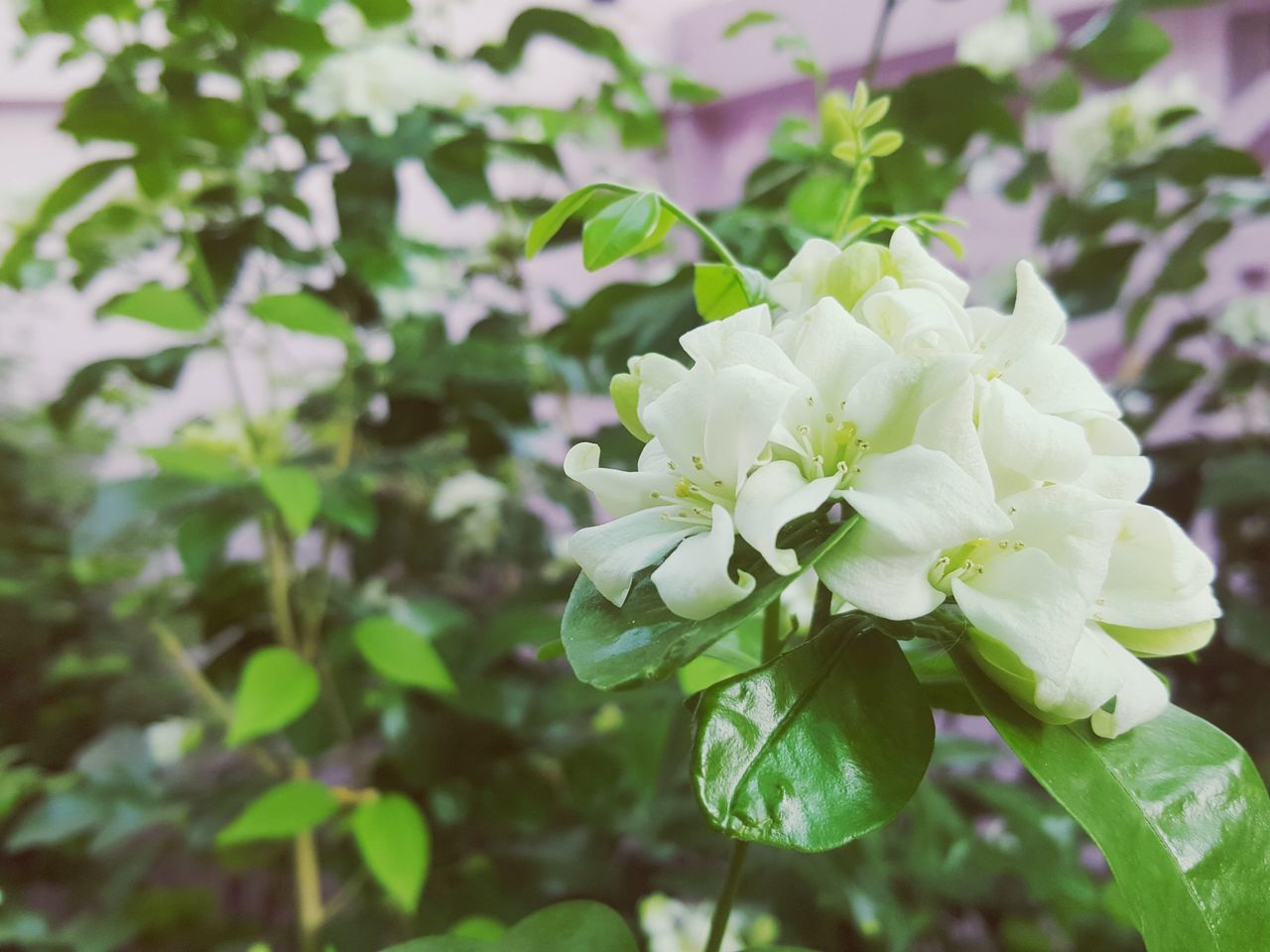 flower, freshness, growth, fragility, petal, focus on foreground, close-up, beauty in nature, flower head, white color, nature, plant, leaf, blooming, blossom, in bloom, bud, selective focus, day, outdoors