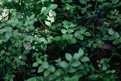 High angle view of small plants