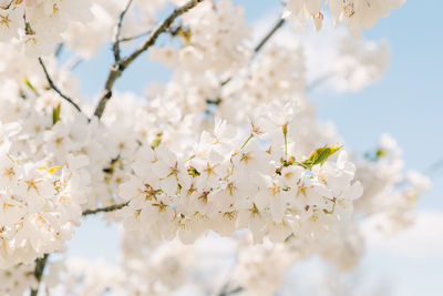 Close-up of cherry blossoms in spring