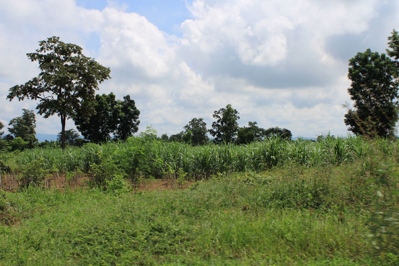 PLANTS GROWING ON LAND