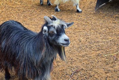 Miniature long haired pet goats with horns in rural farm by zipline tour near puerto vallarta mexico