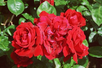 Close-up of red roses blooming outdoors