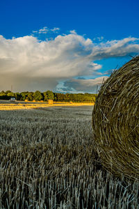 Crops growing on field against sky