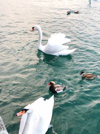 High angle view of swans swimming in lake