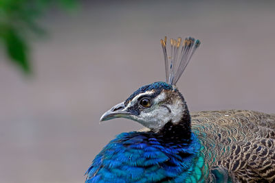 Close-up of peacock