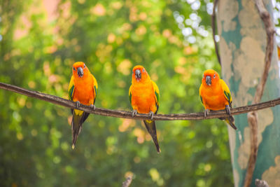 Close-up of parrots perching on tree