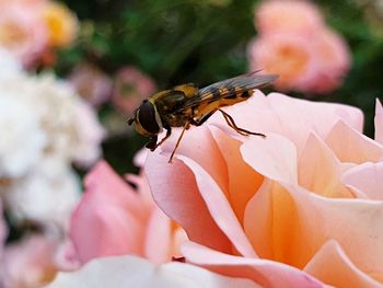 Close-up of insect on flower