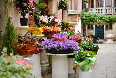 Potted plants outside house