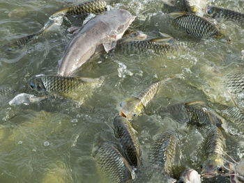 High angle view of fish swimming in sea