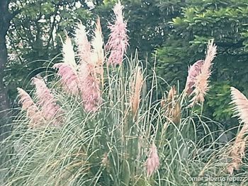 Close-up of plants