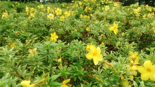 Close-up of yellow flowers blooming in field