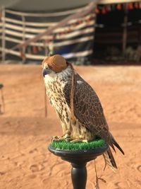 Close-up of falcon perching outdoors