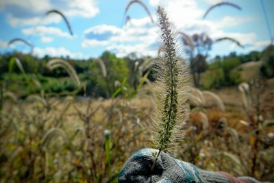 Close-up of plants growing on field