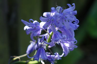 Close-up of purple flowering plant