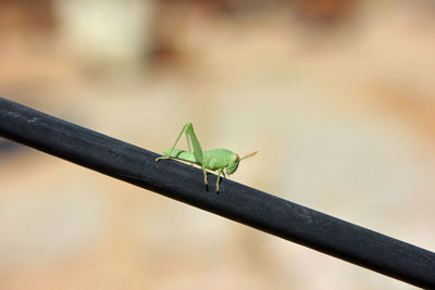 Close up of a green sitting grasshopper