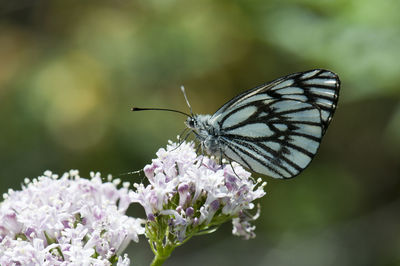 Close-up of butterfly pollinating on flower