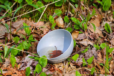 I thought this was an odd place for a bowl.