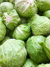 Fresh green cabbage background