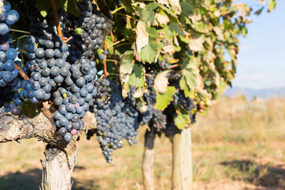 Grapes growing in vineyard