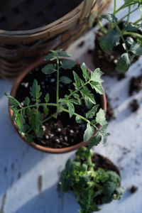 Table top view of gardening or potting bench with young tomato plants, clay pot, garden basket