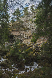 River amidst trees in forest