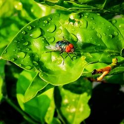 Close-up of insect on wet leaf