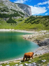 Highland cow walking by lake against mountain