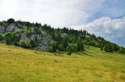 Low angle view of trees on field against sky