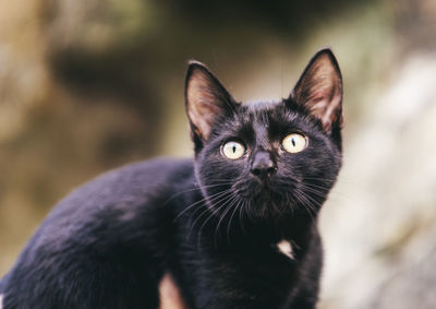 Close-up portrait of black cat outdoors