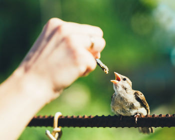 Cropped hand feeding bird outdoors