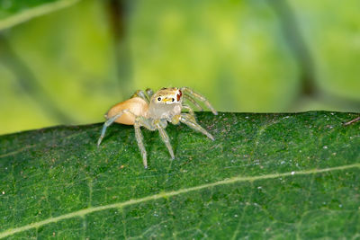 Close-up of spider on leaf