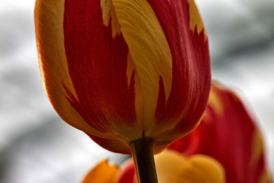 Close-up of red tulip